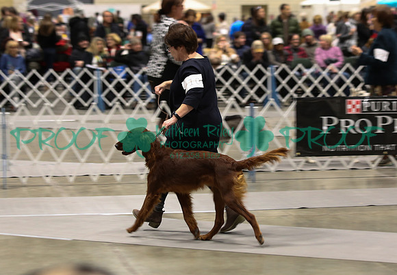 Irish Setter LOLKC 2017