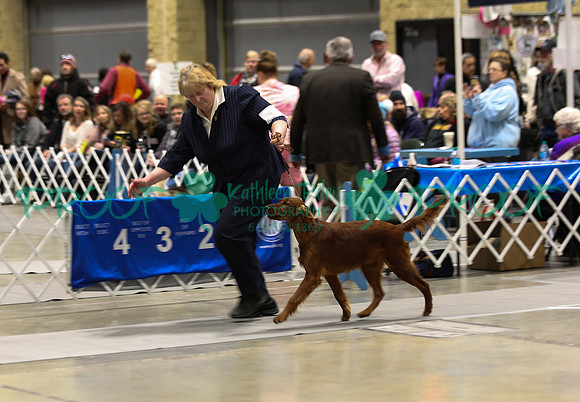 Irish Setter LOLKC 2017
