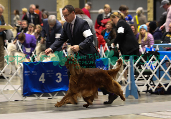 Irish Setter LOLKC 2017