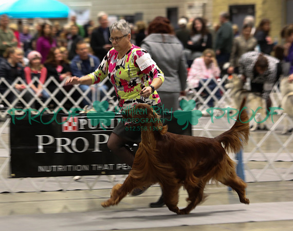 Irish Setter LOLKC 2017