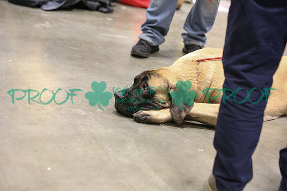 Mastiff LOLKC 2017