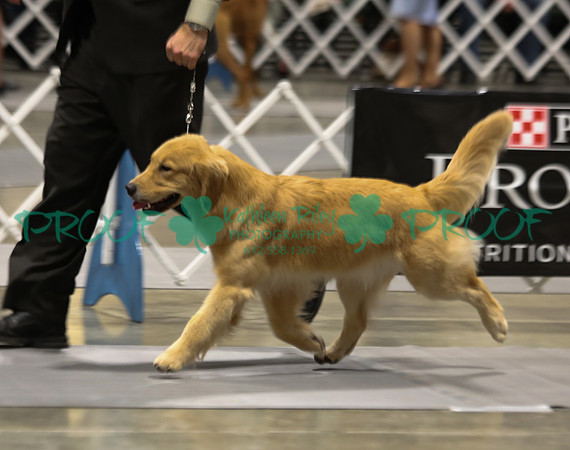 Golden Retriever LOLKC 2017