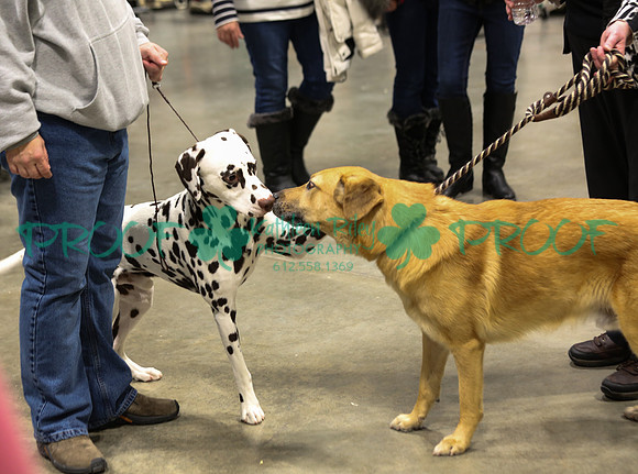 Dalmatian and Chinook LOLKC 2017