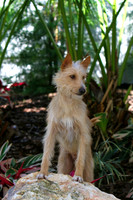Portuguese Podengo