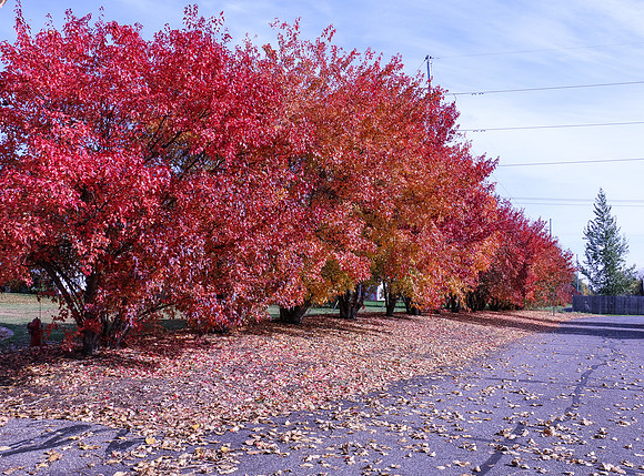 Minnesota Autumn