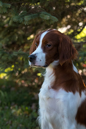 Truly Faithful Celtic Irish Amira - Irish Red and White Setter