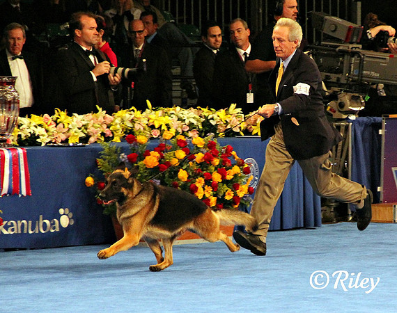 GCH CH Babheim's Captain Crunch (Capi)