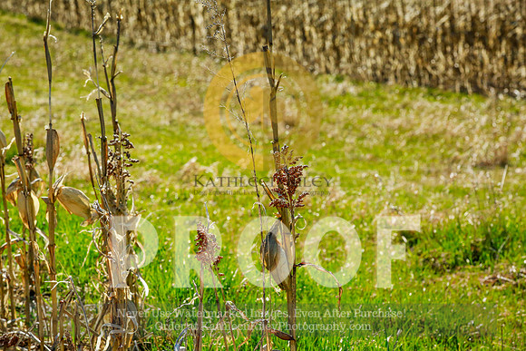 2021-KathleenRileyPhotography-2441