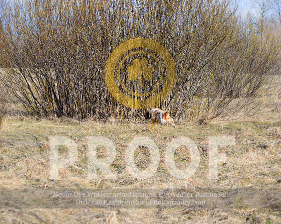 2021-04-21-AmyKleine-6167