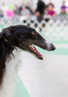 Minneapolis Kennel Club - Nov 2014