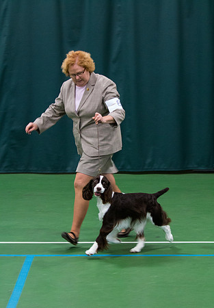 Fox Hollow Jemsong at Last - English Springer Spaniel