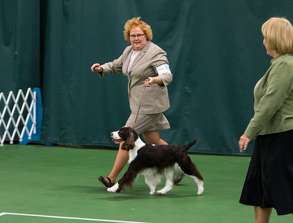Fox Hollow Jemsong at Last - English Springer Spaniel