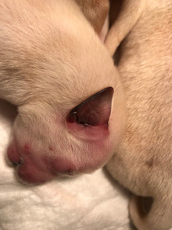 So pink and tiny