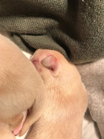 Napping