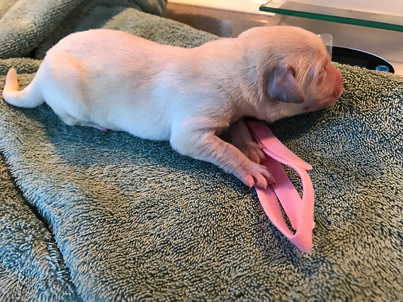 One of the girls - completely out of the collar