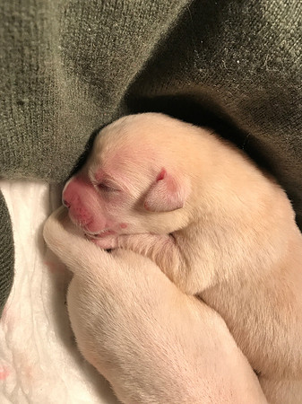 Napping pups