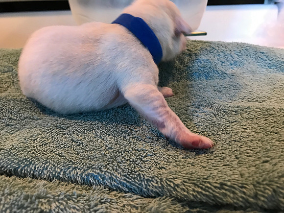 We tried collars to identify the pups and they were a complete fail.