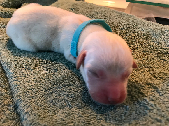 We tried collars to identify the pups and they were a complete fail.