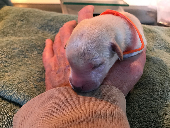 We tried collars to identify the pups and they were a complete fail.
