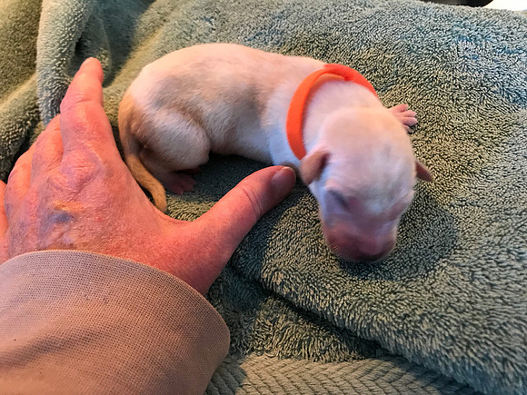 We tried collars to identify the pups and they were a complete fail.