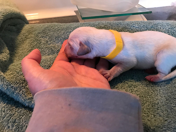 We tried collars to identify the pups and they were a complete fail.
