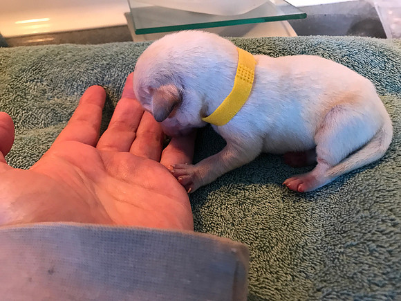 We tried collars to identify the pups and they were a complete fail.