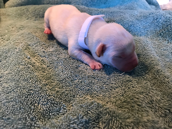 We tried collars to identify the pups and they were a complete fail.