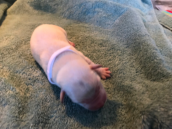We tried collars to identify the pups and they were a complete fail.