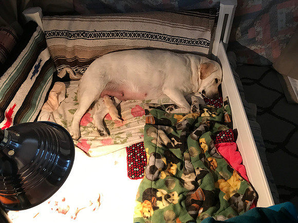 Scenes from the whelping box