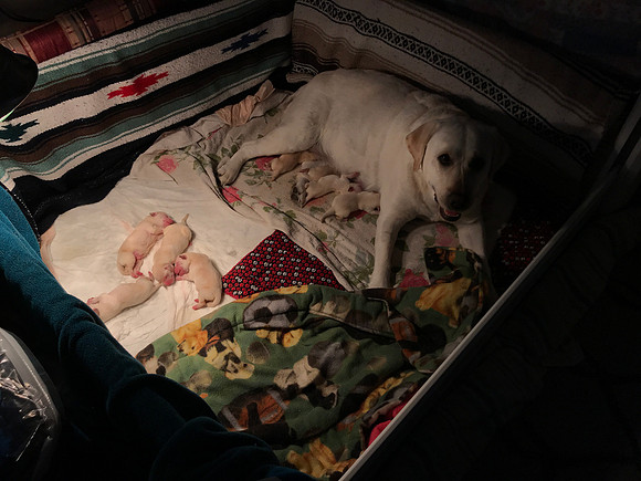 Scenes from the whelping box