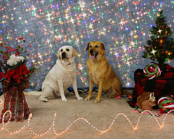 Holiday photo before the pups were born. She is pregnant here.