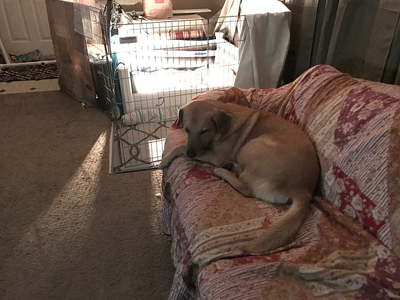 Uncle Minnow liked to stay close to the pupsters