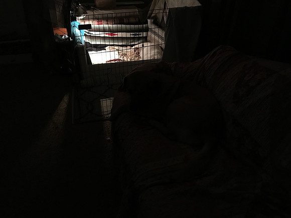 Scenes from the whelping box