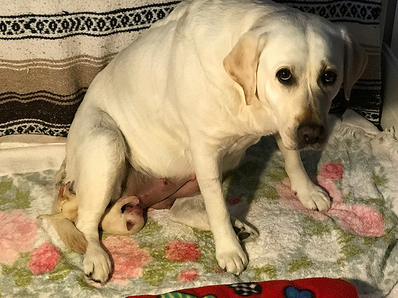 Scenes from the whelping box