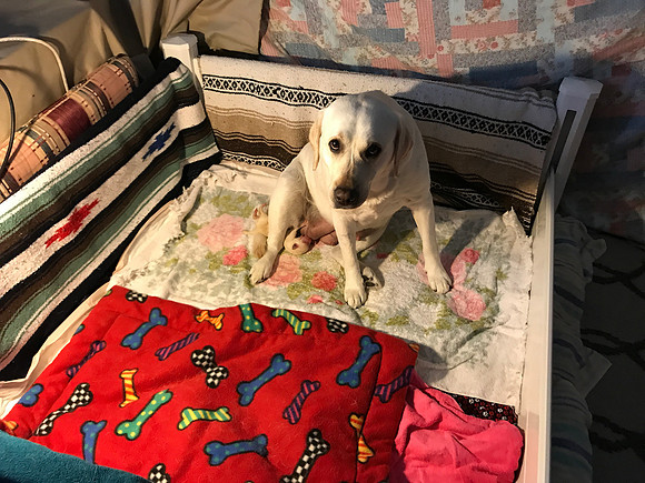Scenes from the whelping box