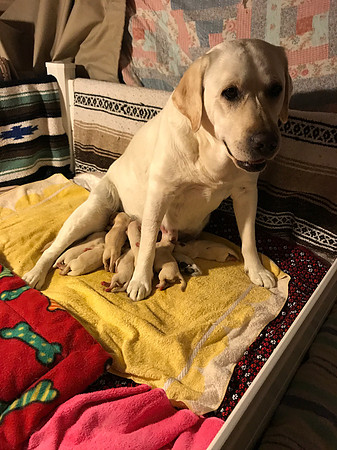 Scenes from the whelping box