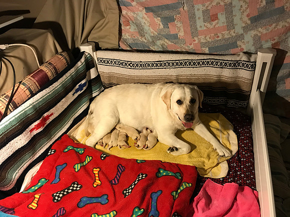 Scenes from the whelping box