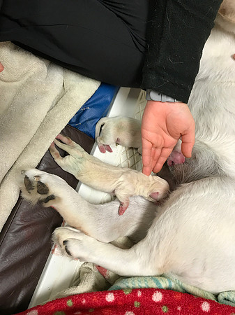 Puppies getting their first feeding full of colustrum