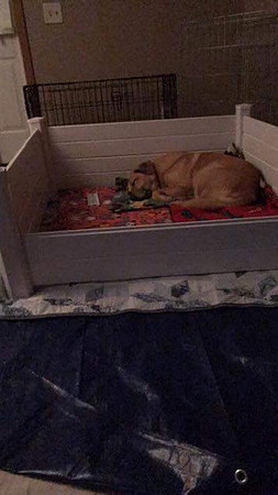 Uncle Minnow napping in the whelping box