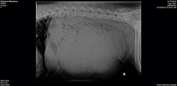 x-Ray of the puppies