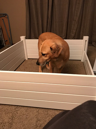 Uncle Minnow checking out the whelping box