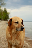 SLT Minnow at Lake Michigan IMG_8310