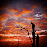 SLT-Bird-Looking-For-Supper 30x30 canvas black side 1.5"