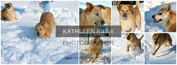 Bailey, The Beej and Minnow