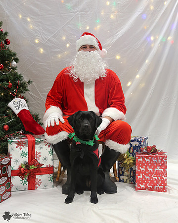 Catalina the Labrador - Pose Your Pet with Santa 2017