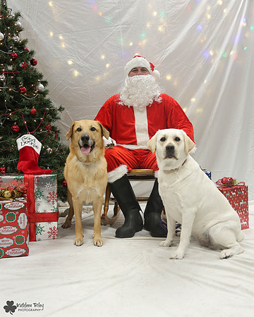 Minnow the Chinook and FTV the Labrador Pose Your Pet with Santa 2017