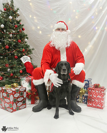 Ebony the Labrador Pose Your Pet with Santa 2017