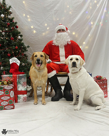 Minnow the Chinook and FTV the Labrador Pose Your Pet with Santa 2017