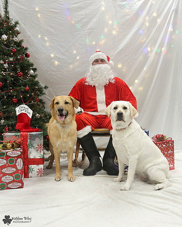 Minnow the Chinook and FTV the Labrador Pose Your Pet with Santa 2017