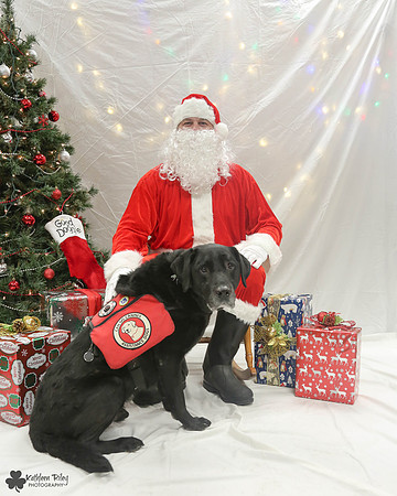 Brody the Labrador Pose Your Pet with Santa 2017